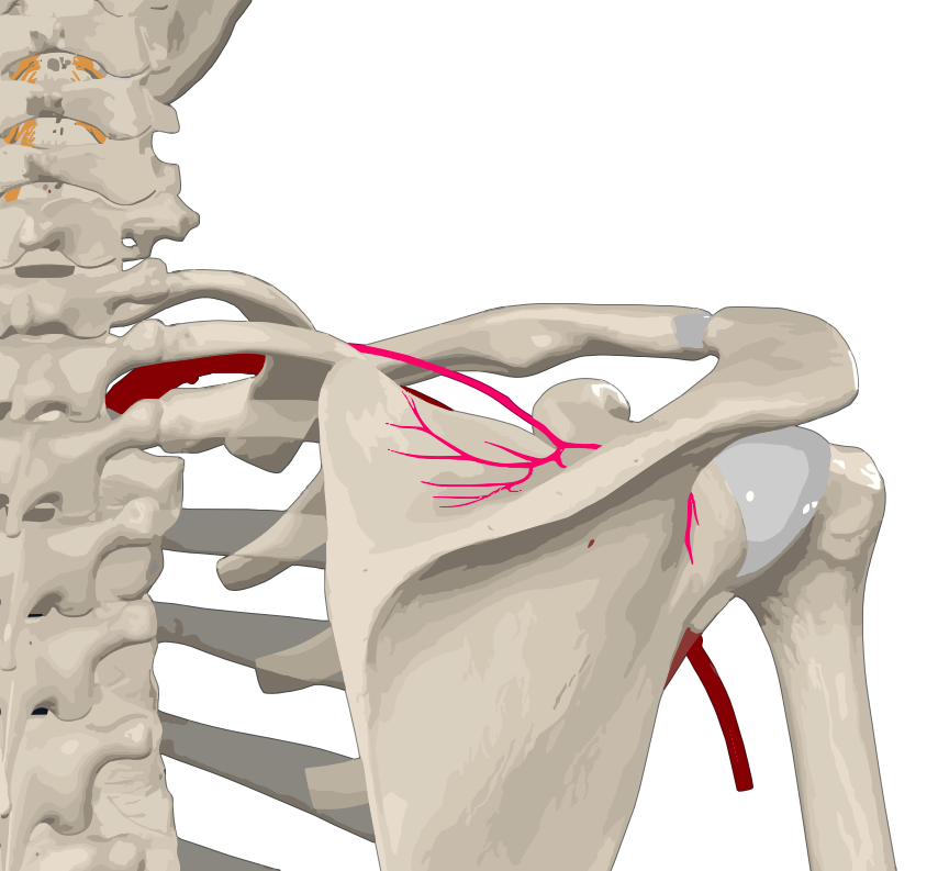 Musculus Subscapularis – Universal Learn